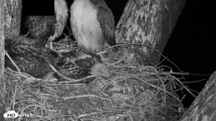 Red-Tailed Hawk Live Webcam - Apr 24, 2026, 9:35pm PDT