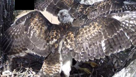 Red-Tailed Hawk Live Webcam - Apr 26, 2026, 2:48pm PDT