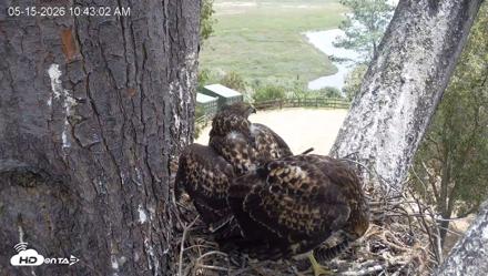 Red-Tailed Hawk Live Webcam - May 15, 2026, 11:44am PDT