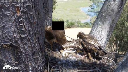 Red-Tailed Hawk Live Webcam - May 6, 2026, 12:54pm PDT