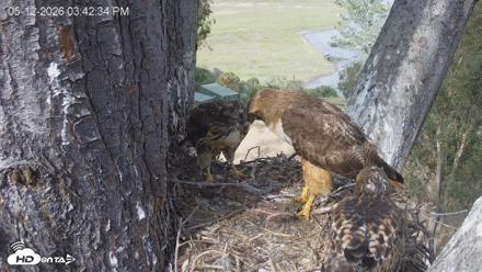 Red-Tailed Hawk Live Webcam - May 12, 2026, 4:43pm PDT