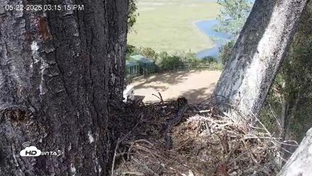 Red-Tailed Hawk Live Webcam - May 22, 2026, 4:16pm PDT