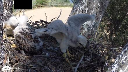 Red-Tailed Hawk Live Webcam - Apr 17, 2026, 2:00pm PDT