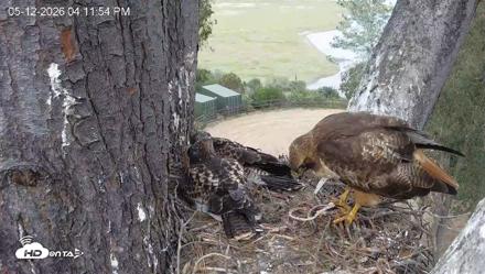 Red-Tailed Hawk Live Webcam - May 12, 2026, 5:12pm PDT