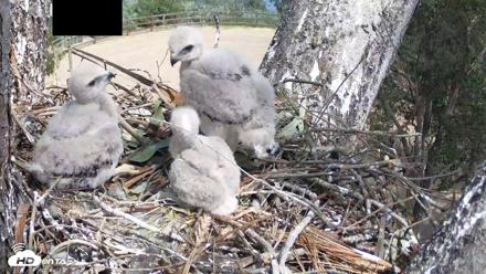 Red-Tailed Hawk Live Webcam - Apr 10, 2026, 1:39pm PDT