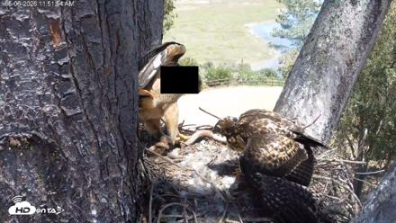 Red-Tailed Hawk Live Webcam - May 6, 2026, 12:52pm PDT