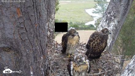 Red-Tailed Hawk Live Webcam - May 3, 2026, 7:56am PDT