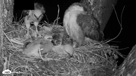 Red-Tailed Hawk Live Webcam - Apr 16, 2026, 3:51am PDT