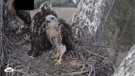 Red-Tailed Hawk Live Webcam - Apr 28, 2026, 7:42pm PDT