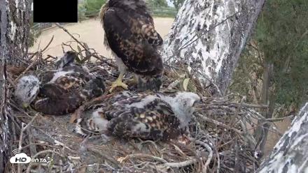 Red-Tailed Hawk Live Webcam - Apr 25, 2026, 3:25pm PDT
