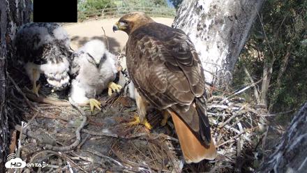 Red-Tailed Hawk Live Webcam - Apr 15, 2026, 3:29pm PDT