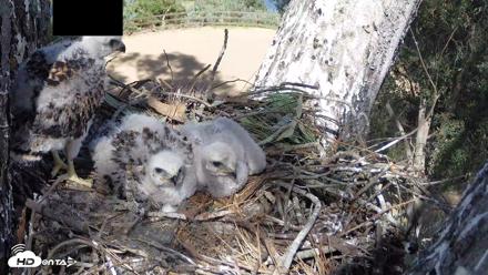 Red-Tailed Hawk Live Webcam - Apr 15, 2026, 3:35pm PDT