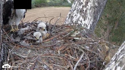 Red-Tailed Hawk Live Webcam - Apr 21, 2026, 7:12pm PDT