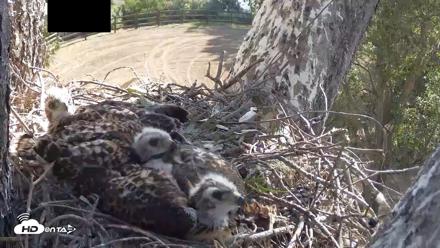Red-Tailed Hawk Live Webcam - Apr 27, 2026, 9:17am PDT