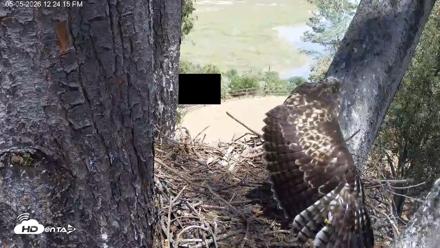 Red-Tailed Hawk Live Webcam - May 5, 2026, 1:25pm PDT