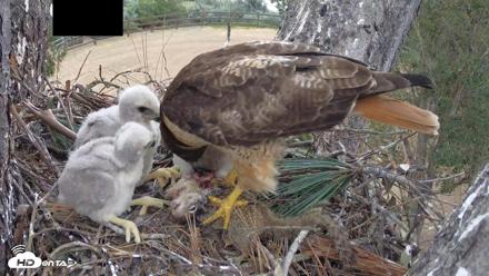 Red-Tailed Hawk Live Webcam - Apr 12, 2026, 3:17pm PDT