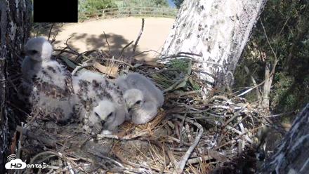 Red-Tailed Hawk Live Webcam - Apr 15, 2026, 3:35pm PDT