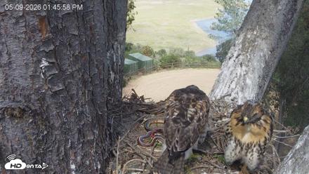 Red-Tailed Hawk Live Webcam - May 9, 2026, 2:46pm PDT