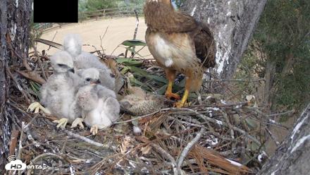 Red-Tailed Hawk Live Webcam - Apr 10, 2026, 2:36pm PDT