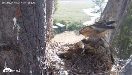 Red-Tailed Hawk Live Webcam - May 19, 2026, 8:22am PDT