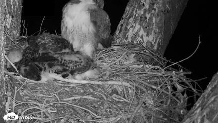 Red-Tailed Hawk Live Webcam - Apr 21, 2026, 12:04am PDT