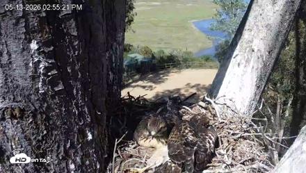 Red-Tailed Hawk Live Webcam - May 13, 2026, 3:56pm PDT
