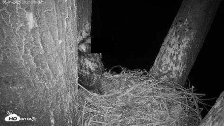 Red-Tailed Hawk Live Webcam - May 1, 2026, 9:24pm PDT
