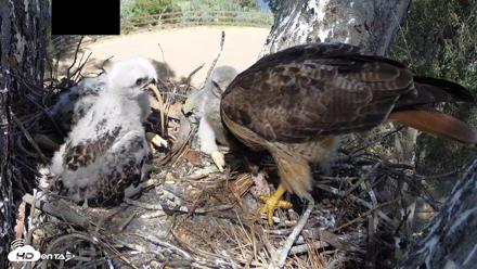 Red-Tailed Hawk Live Webcam - Apr 15, 2026, 3:23pm PDT