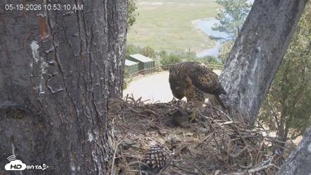 Red-Tailed Hawk Live Webcam - May 19, 2026, 11:56am PDT