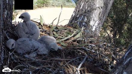 Red-Tailed Hawk Live Webcam - Apr 11, 2026, 1:55pm PDT