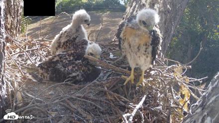 Red-Tailed Hawk Live Webcam - Apr 21, 2026, 8:00am PDT