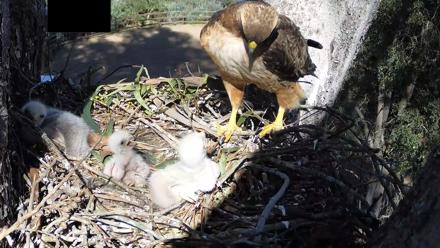 Red-Tailed Hawk Live Webcam - Apr 1, 2026, 3:52pm PDT