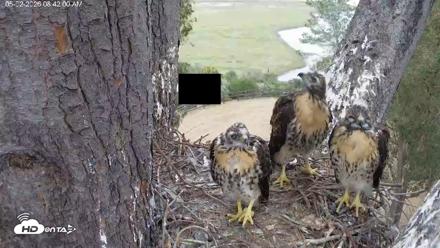 Red-Tailed Hawk Live Webcam - May 2, 2026, 9:45am PDT