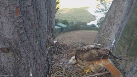 Red-Tailed Hawk Live Webcam - Mar 23, 2026, 5:50pm PDT
