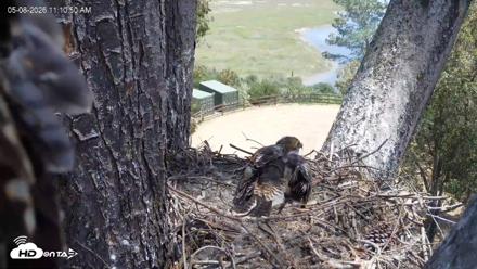 Red-Tailed Hawk Live Webcam - May 8, 2026, 12:11pm PDT