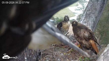 Red-Tailed Hawk Live Webcam - May 9, 2026, 7:23pm PDT