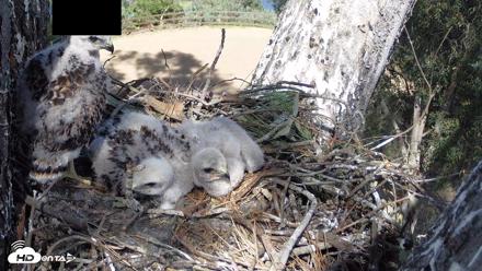 Red-Tailed Hawk Live Webcam - Apr 15, 2026, 3:36pm PDT