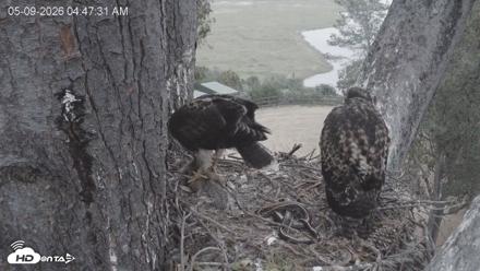 Red-Tailed Hawk Live Webcam - May 9, 2026, 5:50am PDT