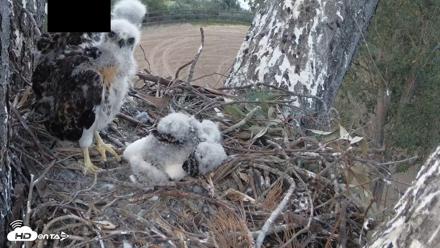 Red-Tailed Hawk Live Webcam - Apr 18, 2026, 7:19pm PDT