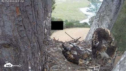 Red-Tailed Hawk Live Webcam - May 7, 2026, 5:02pm PDT