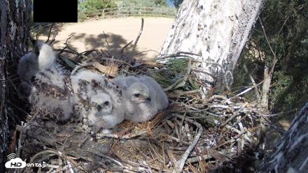 Red-Tailed Hawk Live Webcam - Apr 15, 2026, 3:35pm PDT