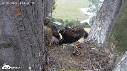 Red-Tailed Hawk Live Webcam - May 8, 2026, 5:15pm PDT