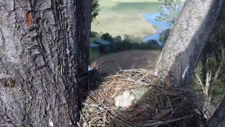 Red-Tailed Hawk Live Webcam - Mar 22, 2026, 4:22pm PDT