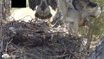 Red-Tailed Hawk Live Webcam - Apr 28, 2026, 10:36am PDT