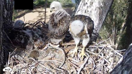 Red-Tailed Hawk Live Webcam - Apr 21, 2026, 4:47pm PDT