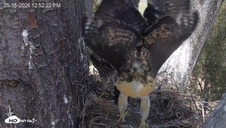 Red-Tailed Hawk Live Webcam - May 15, 2026, 1:55pm PDT