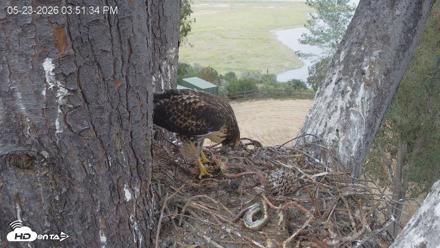 Red-Tailed Hawk Live Webcam - May 23, 2026, 4:52pm PDT