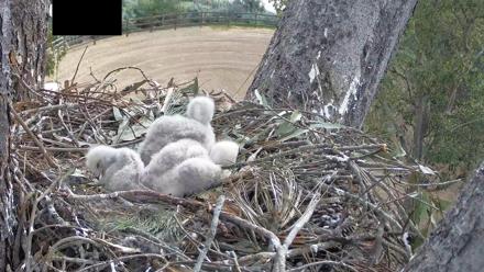 Red-Tailed Hawk Live Webcam - Apr 5, 2026, 9:06am PDT