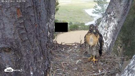 Red-Tailed Hawk Live Webcam - May 4, 2026, 2:39pm PDT