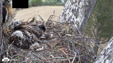 Red-Tailed Hawk Live Webcam - Apr 25, 2026, 7:54am PDT